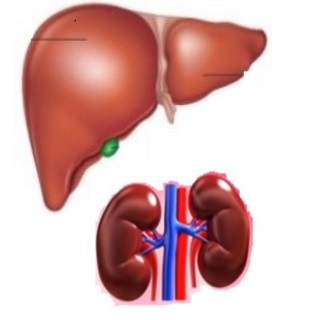Solid Organ Transplant Series: Nursing Care of Kidney, Pancreas, and Liver Transplant Patient Banner